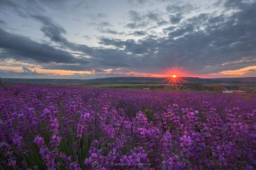 Драматизм лавандовых полей