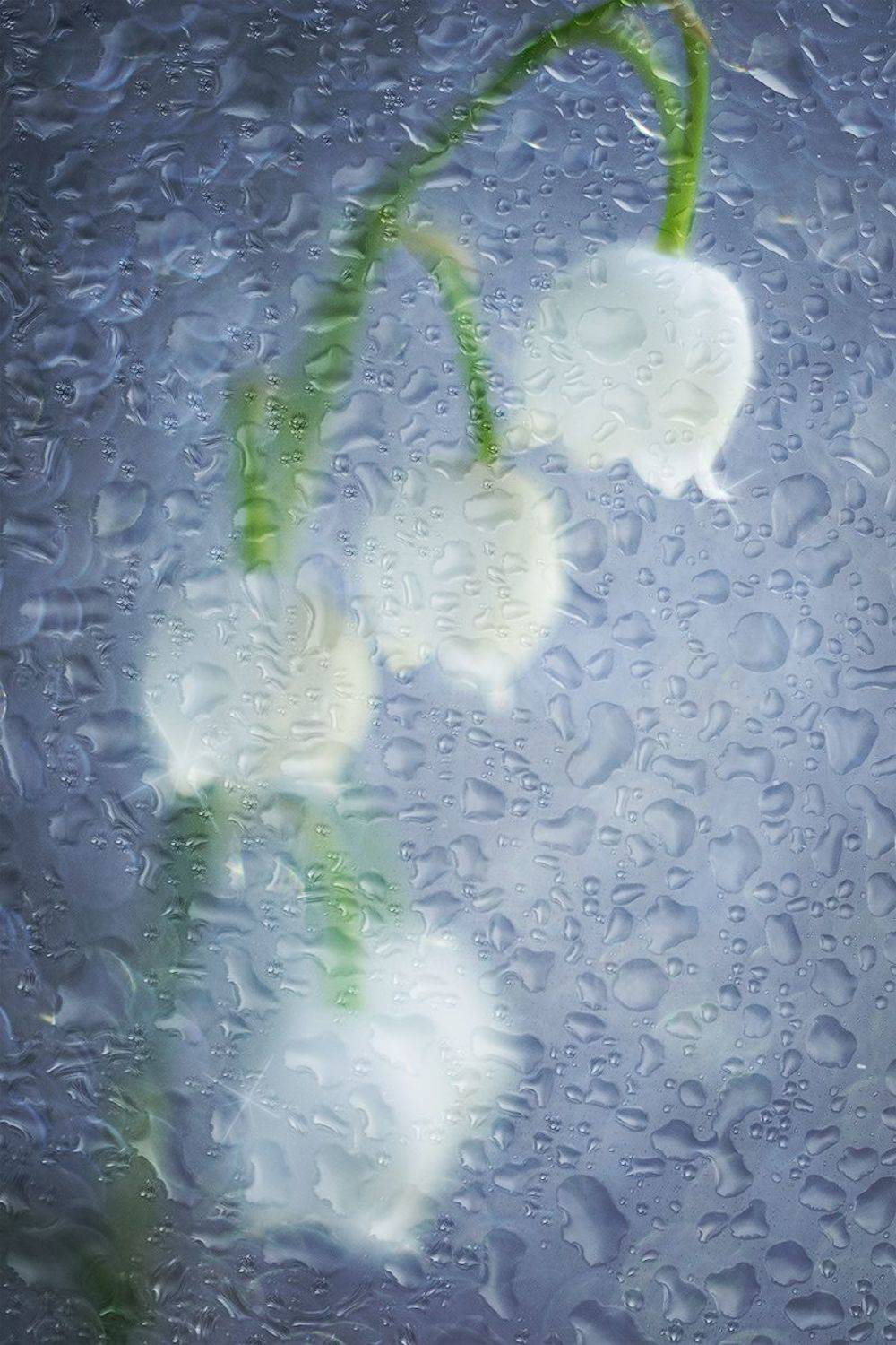 макро, ландыши, цветы, лес, дождь, macro, flower, rain, forest, Хилько Марина