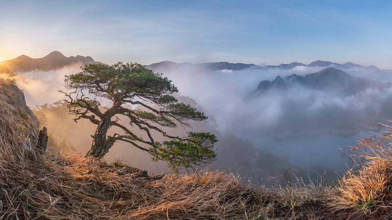 One foggy morning with pine tree
