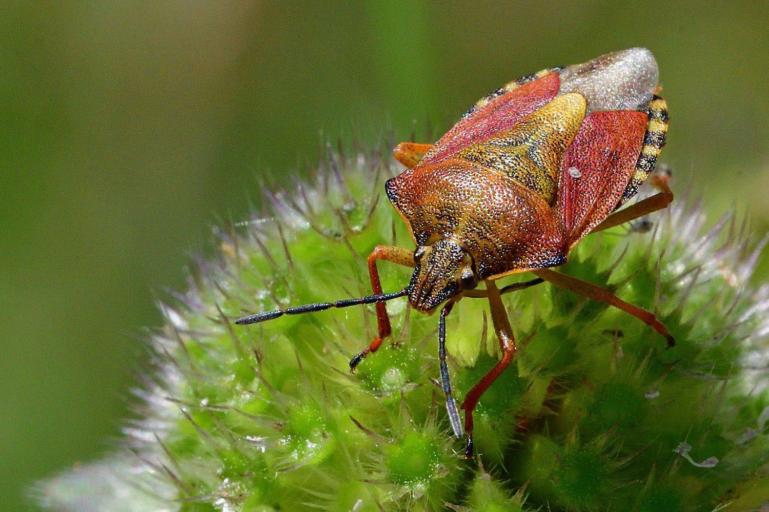 , Корнейчук Игорь