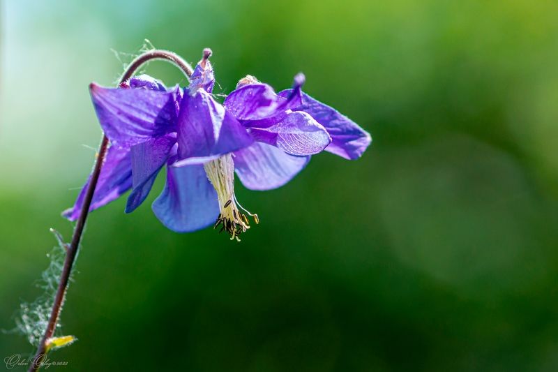 *** фото превью