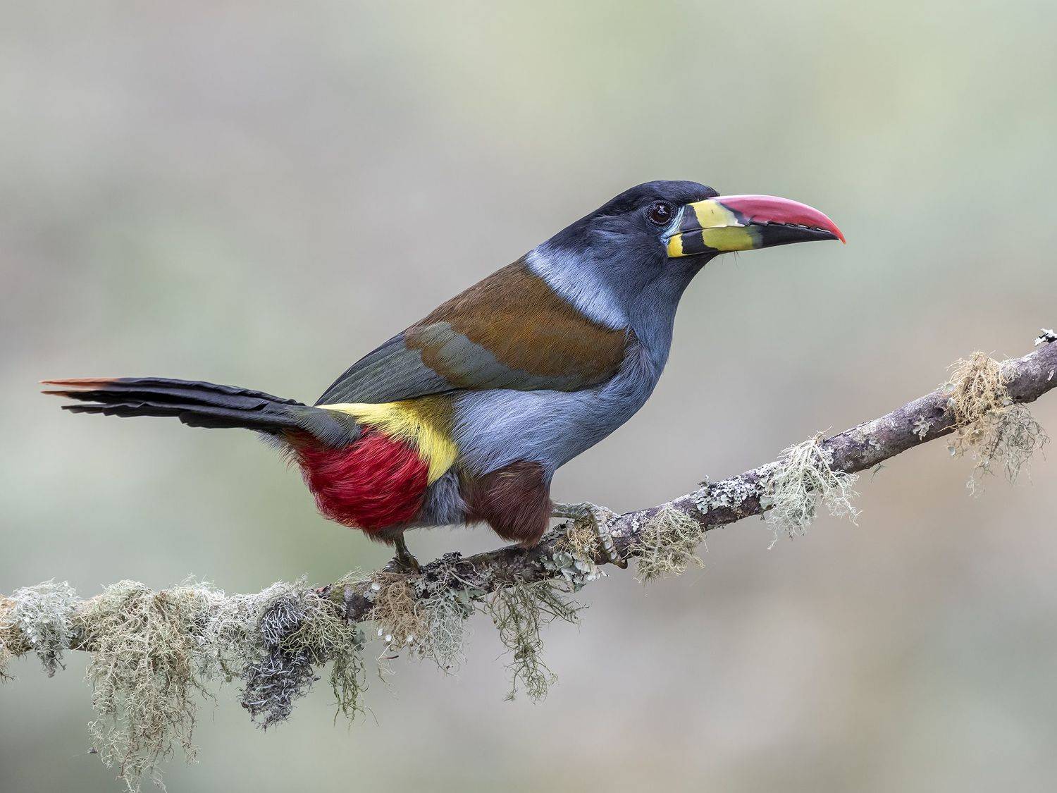 , Fernando Burgalin Sequeira