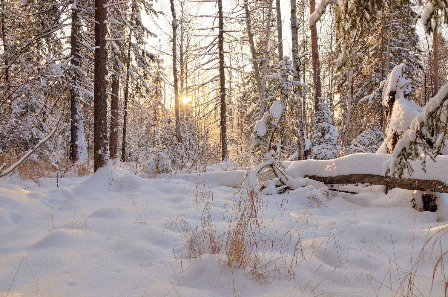 зима лес свет, Шустиков Дмитрий
