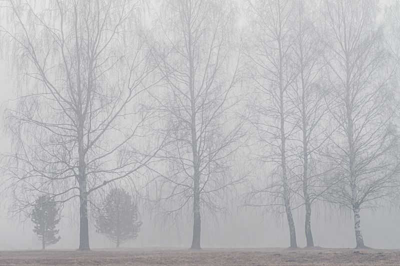 Берёзы фото превью