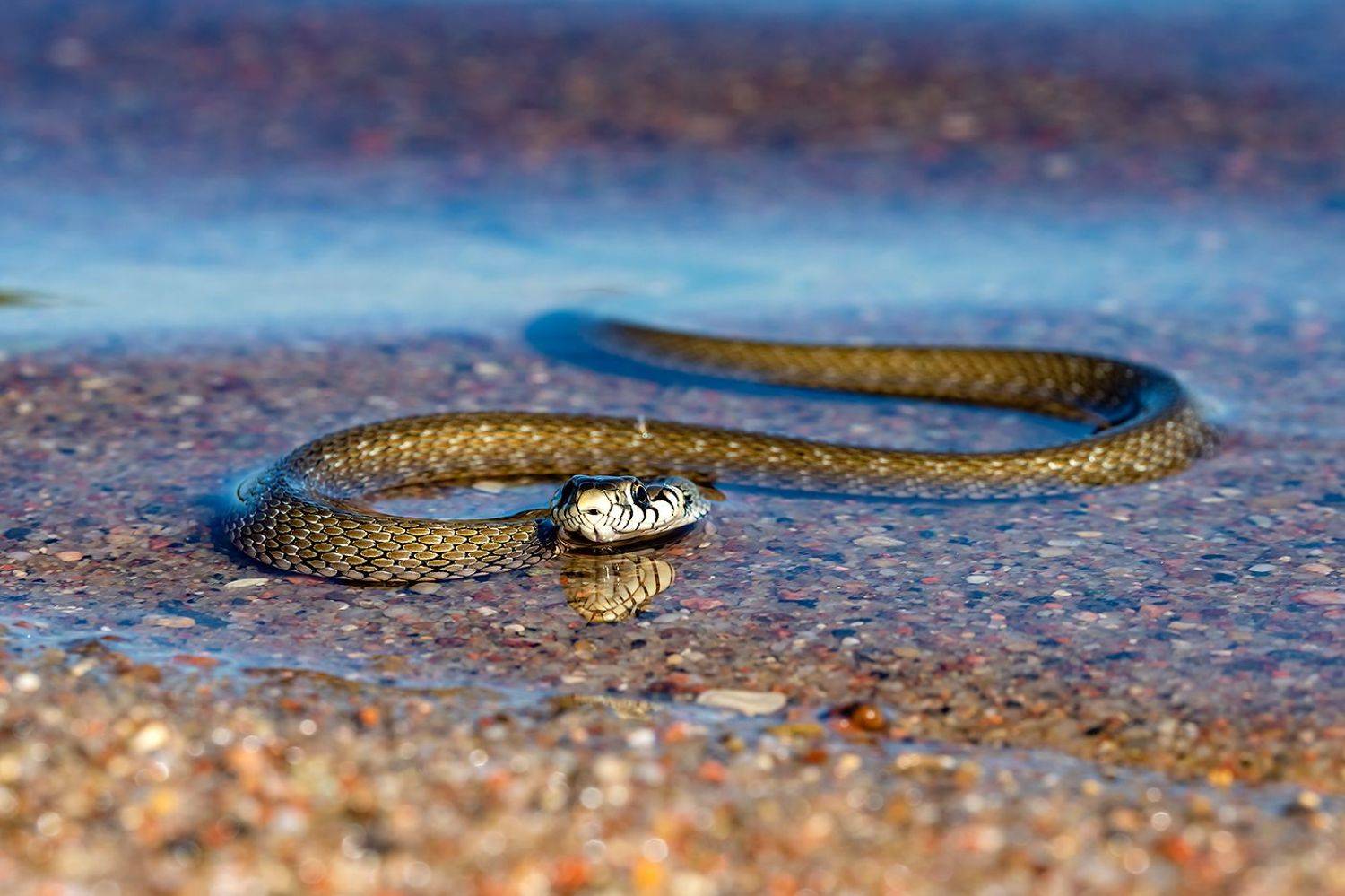 , Александр Абросимов