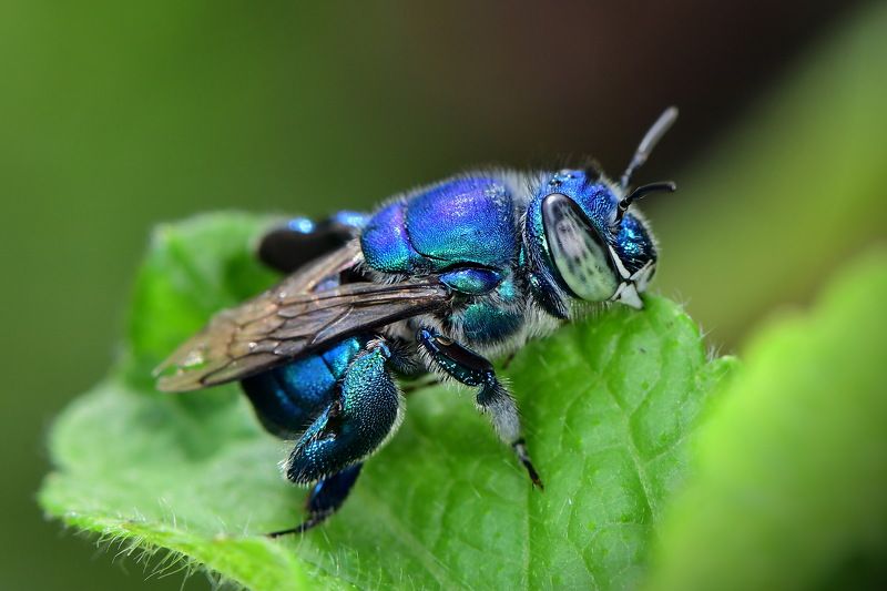 abelha, denis moura, mogi das cruzes, brasil, bee Save the bees фото превью