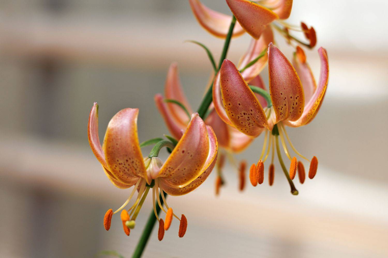 , Елена Ковригина