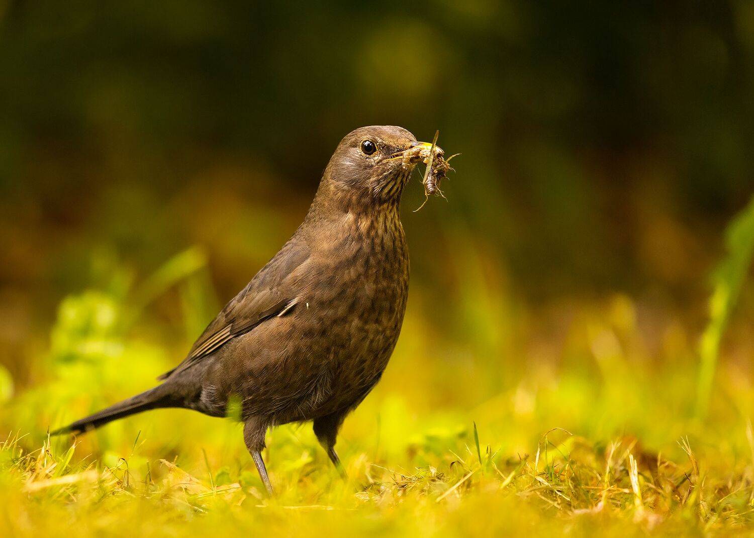 , Robert Adamec