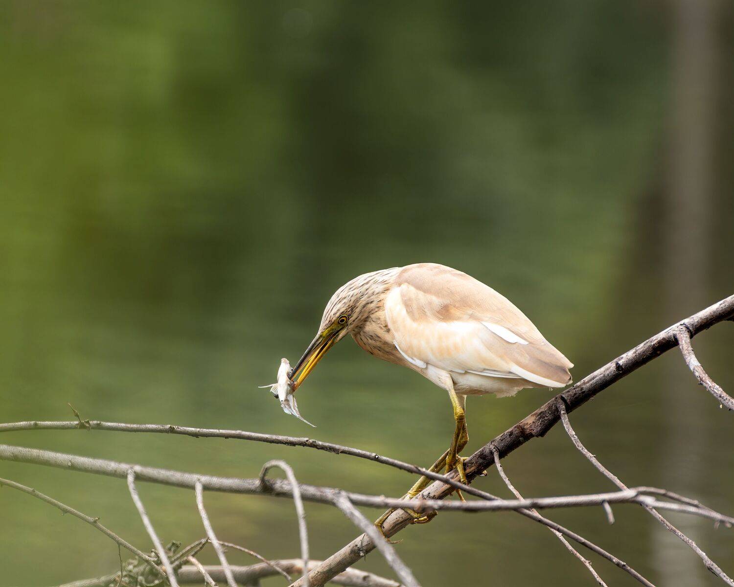 жёлтая цапля, Алексей Рыльский