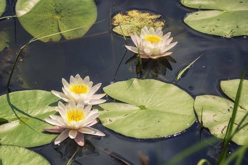 Есть в графском парке чёрный пруд...