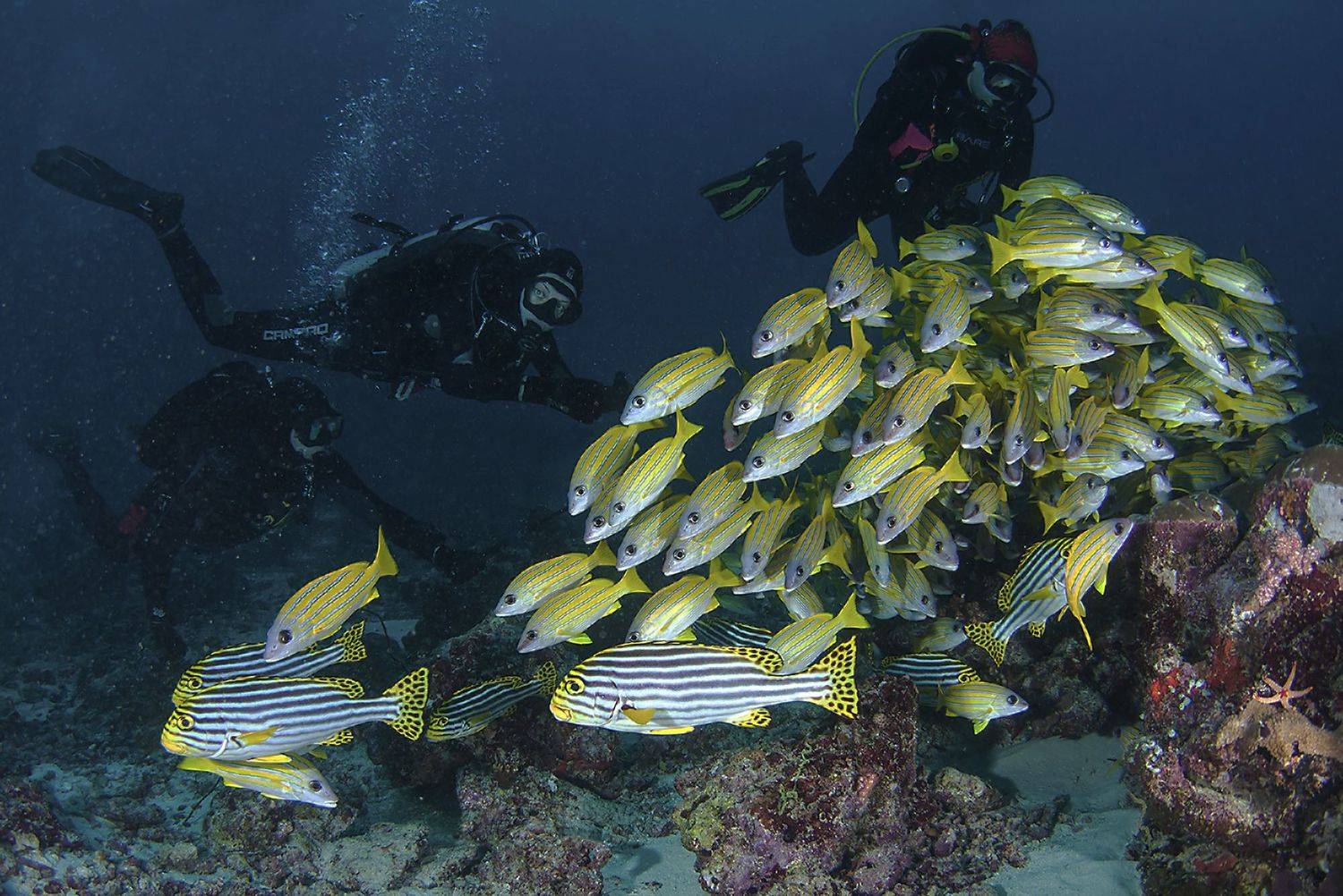 мальдивы, дайвинг, сладкогубы, Сергей Гаспарян