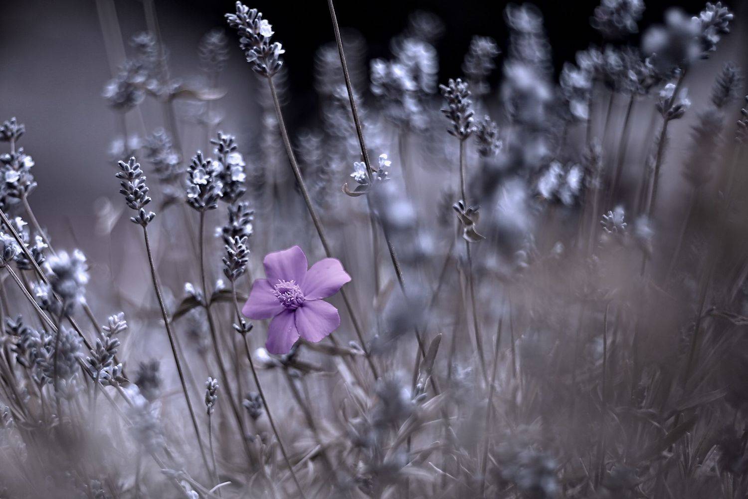 , Эдуард Колобошников