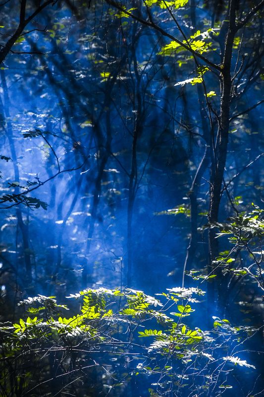 Пейзаж Дебри фото превью
