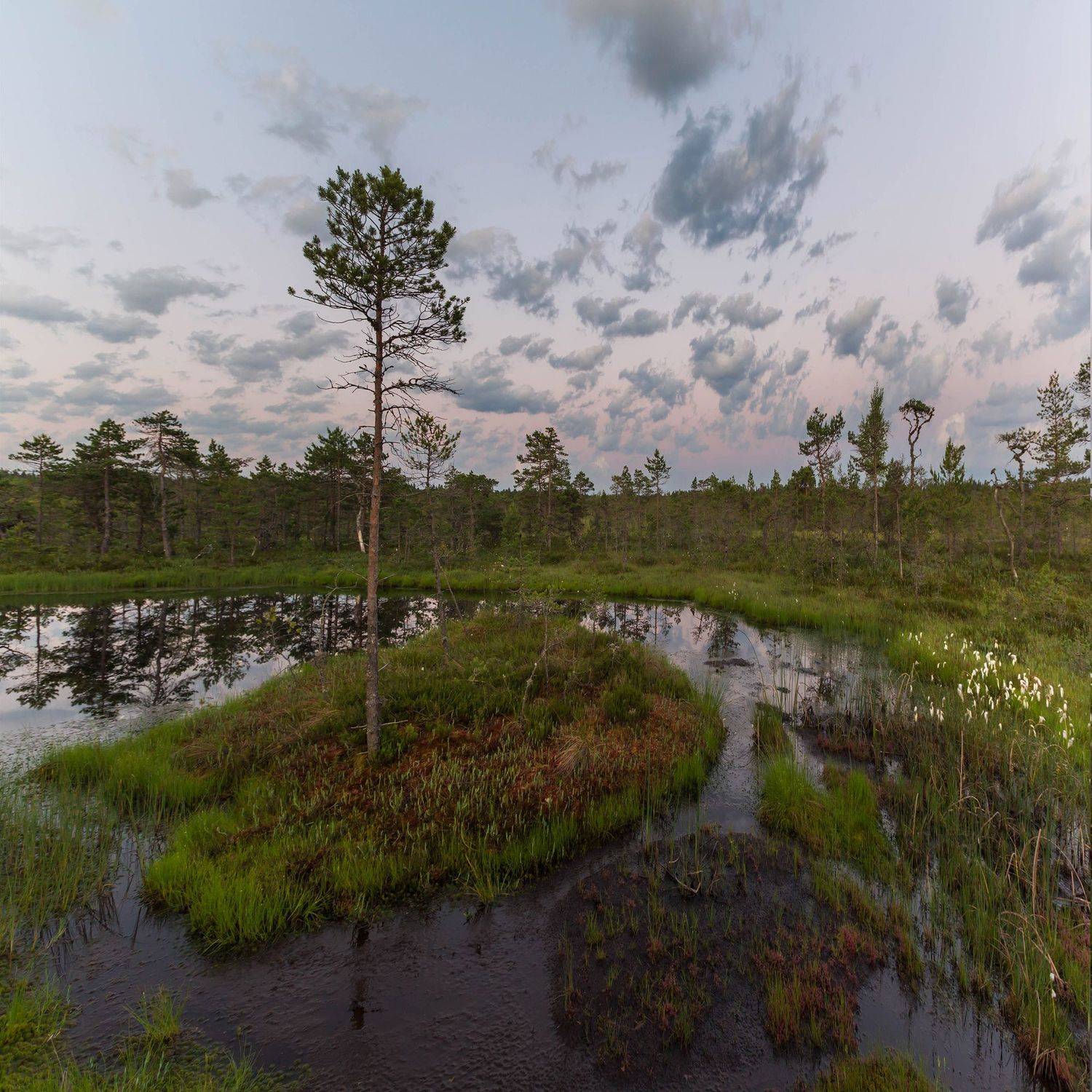 болото, лето, рассвет ,север ,солнце, свет, закат, облака, отражение, фототур, природа, пейзаж ,карелия, Павел Ващенков