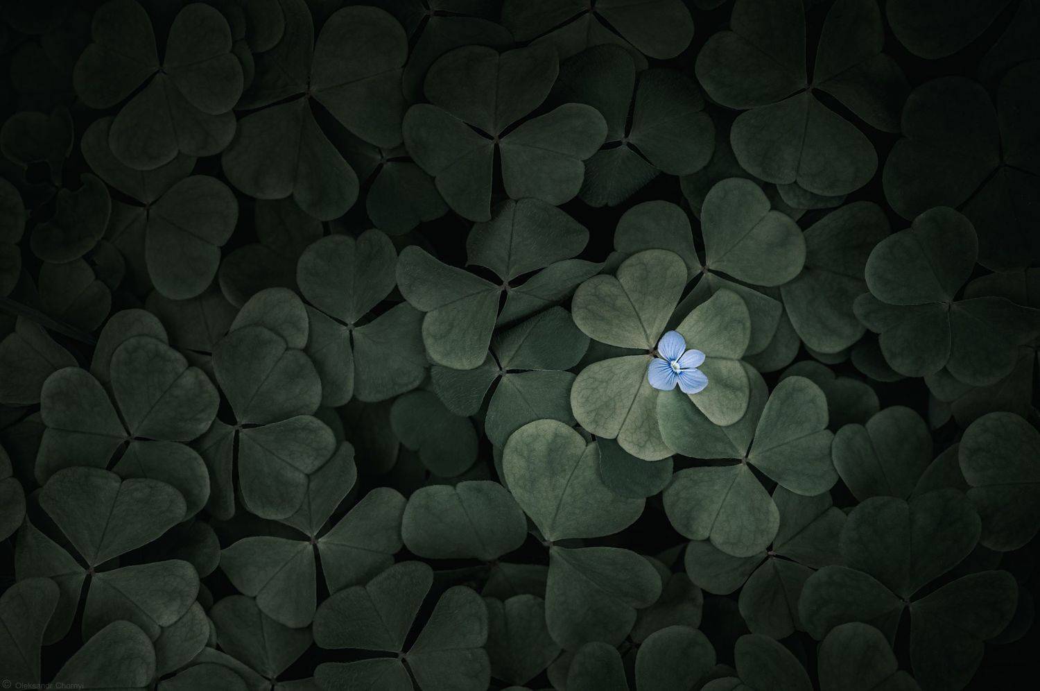 , Александр Чорный