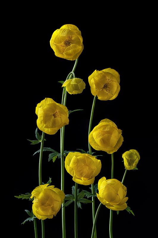 цветы, купальница, цветок, флора, природа, желтый, лепестки, листья, цветение Купальница фото превью