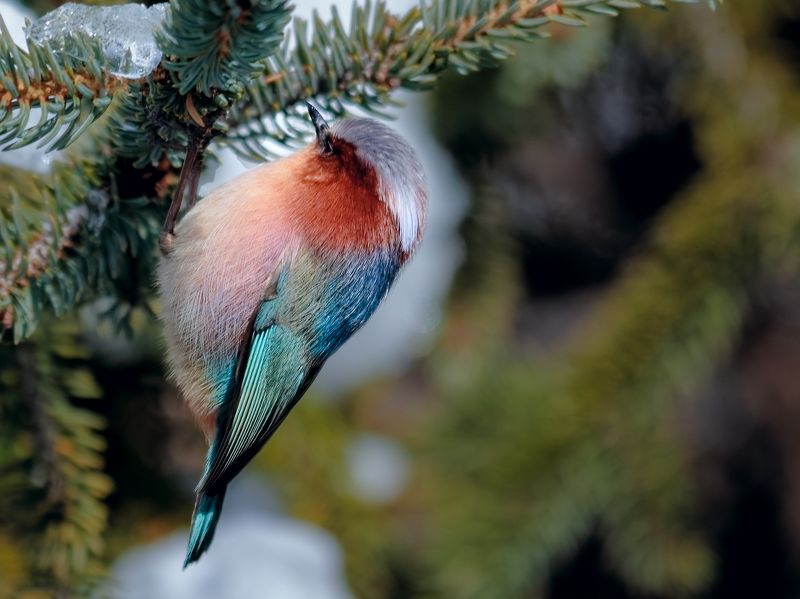 Leptopoecile elegans фото превью