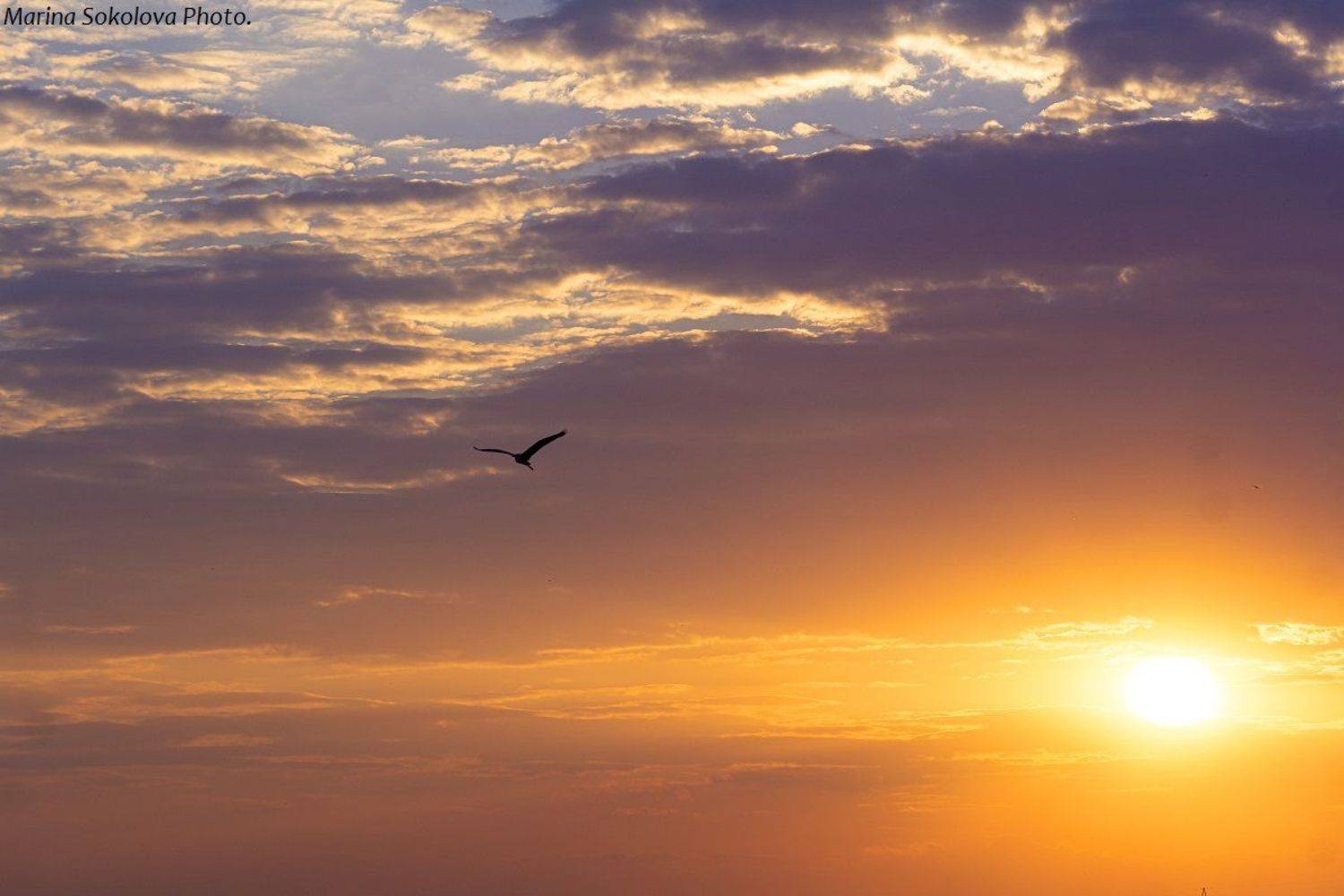 , Марина Соколова