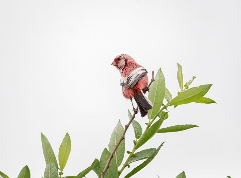 птица, урагус, самец, урагус фото превью