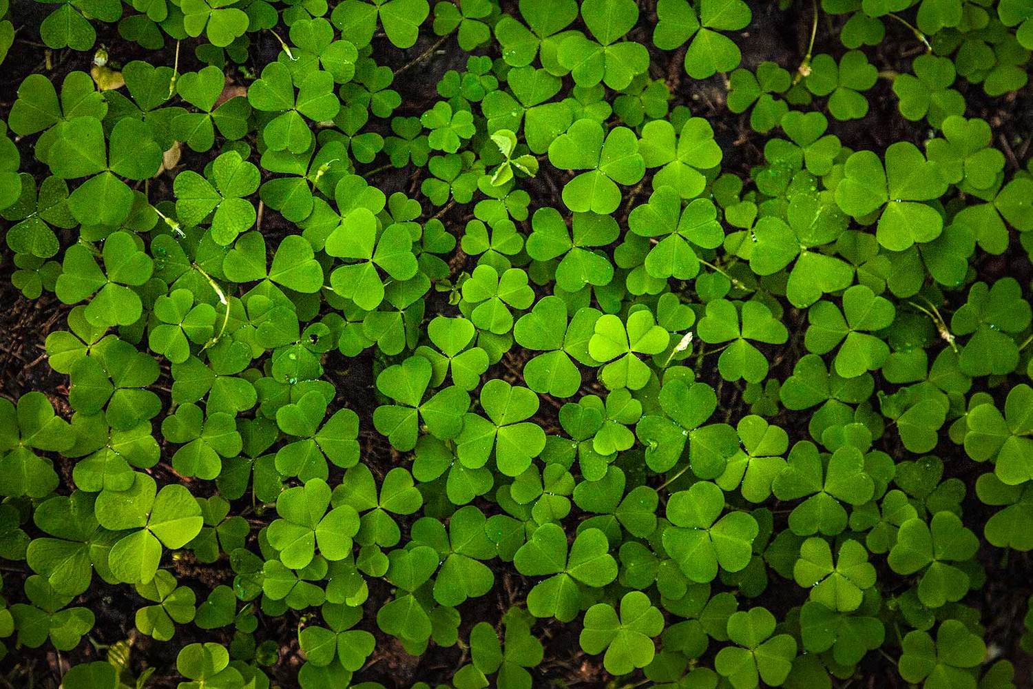 , Напалкин Станислав