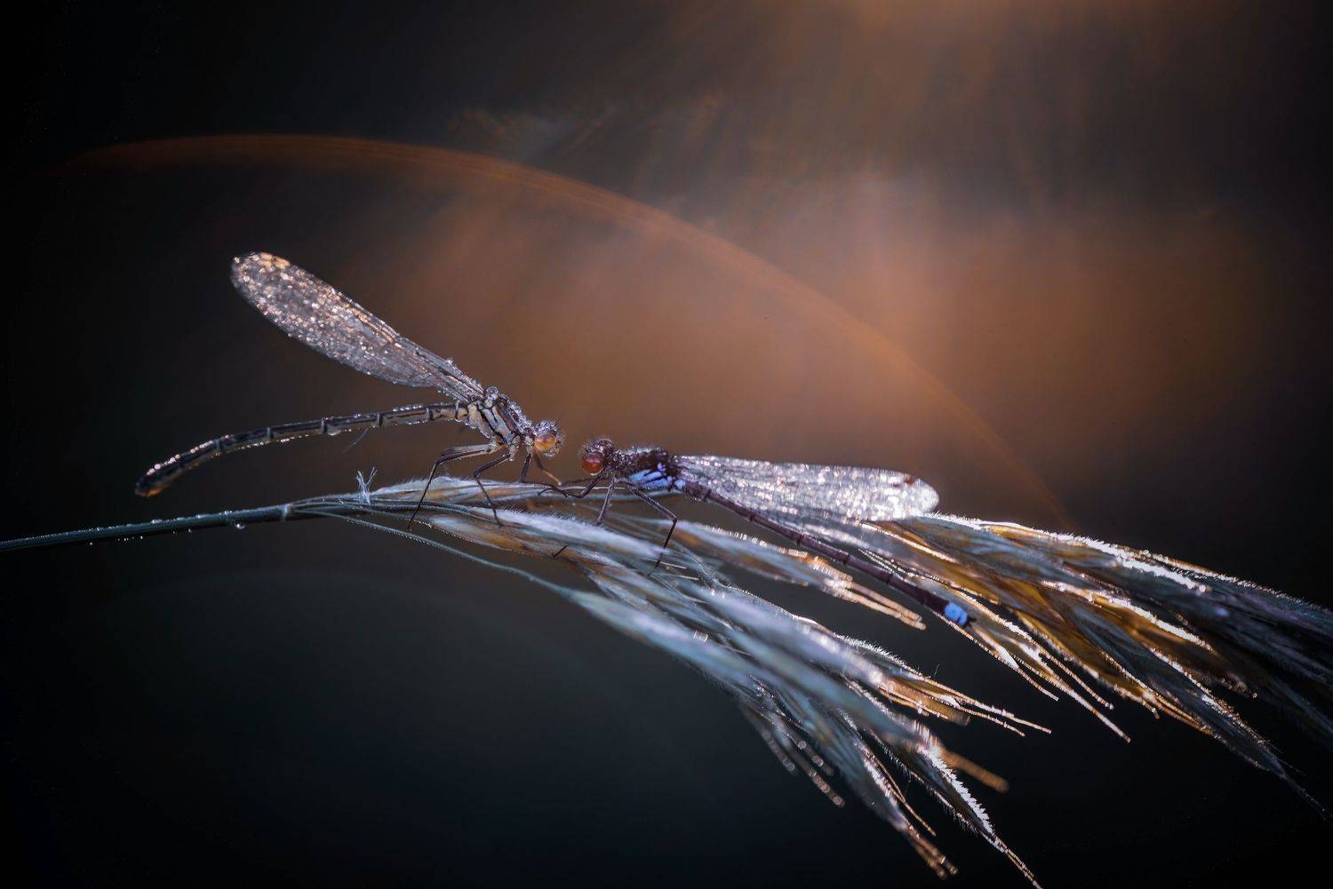 , Лапшина Владлена