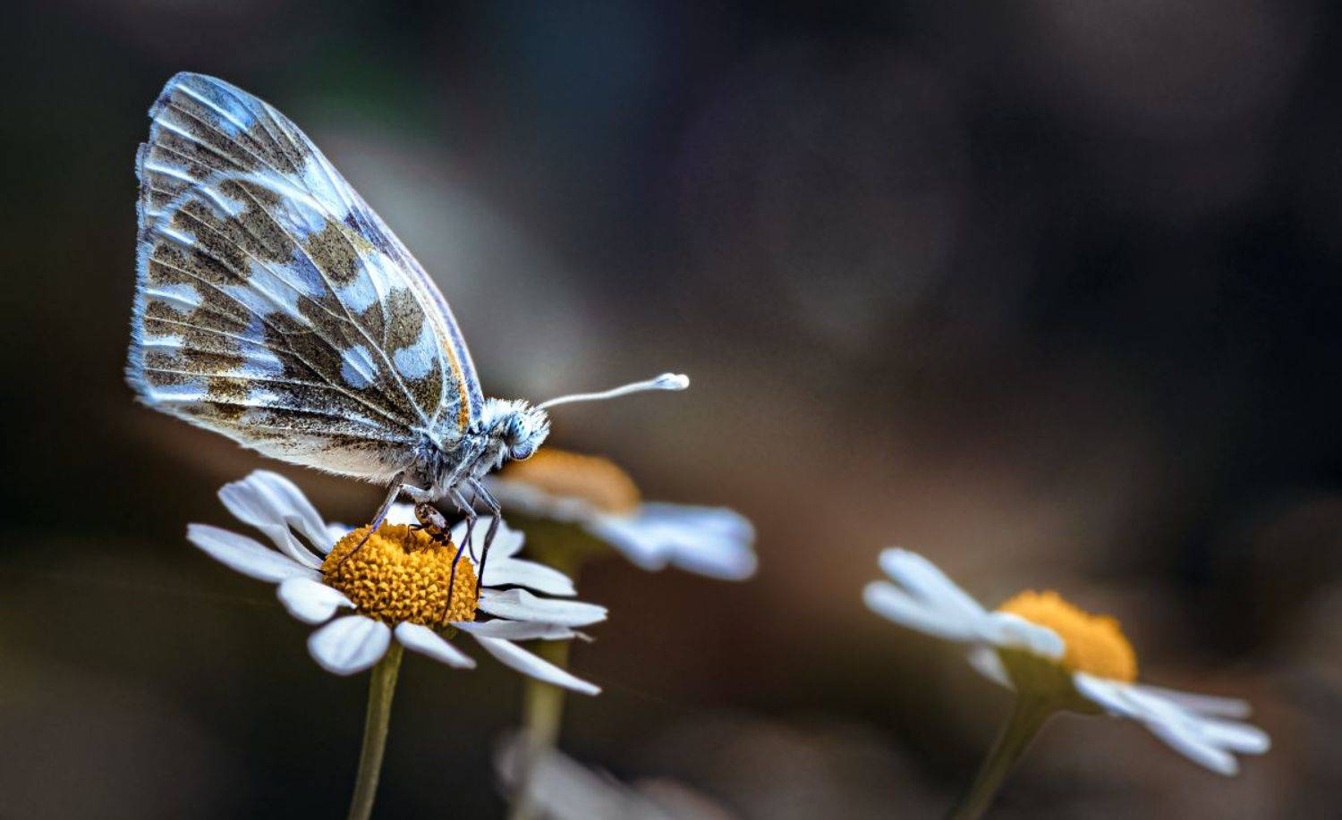 , Неля Рачкова