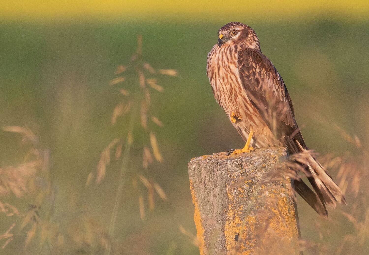 птица хищник лунь, Руслан Сигушин