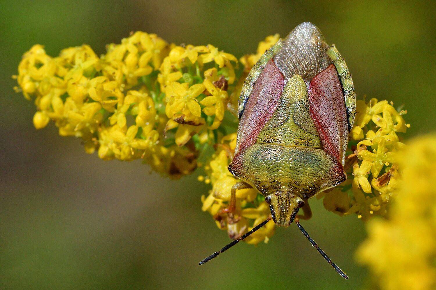 , Корнейчук Игорь