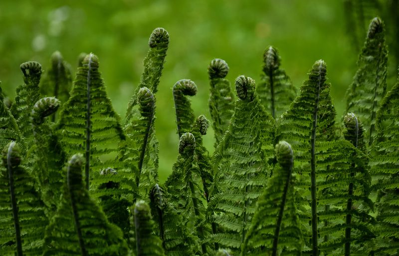 весна, природа, тишина, россия, питер, город, парк Другие. фото превью