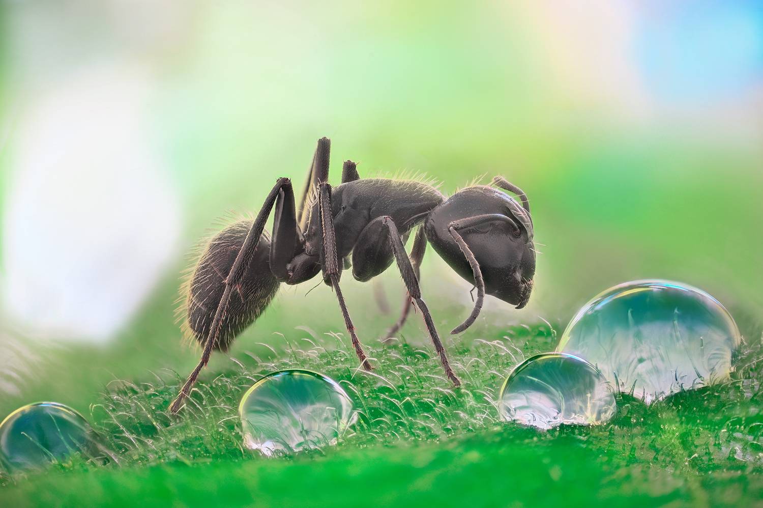 ceclii, macro,nikon z6ii, lomo 3.7, Tsvetan Ganev