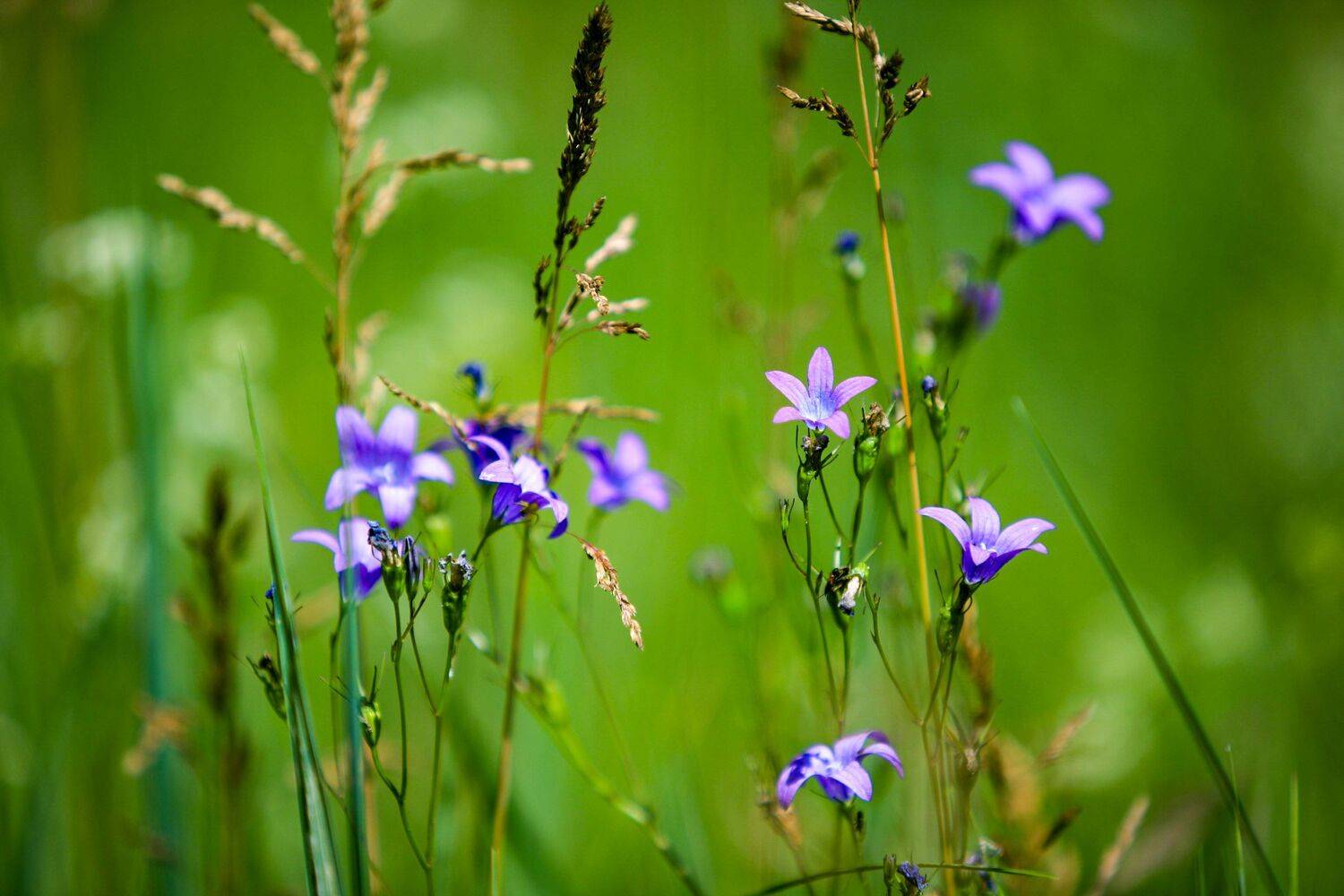 Луг, поле, цветы, нежность, Юрий Морозов