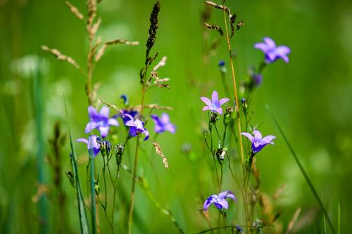 Полевые цветы