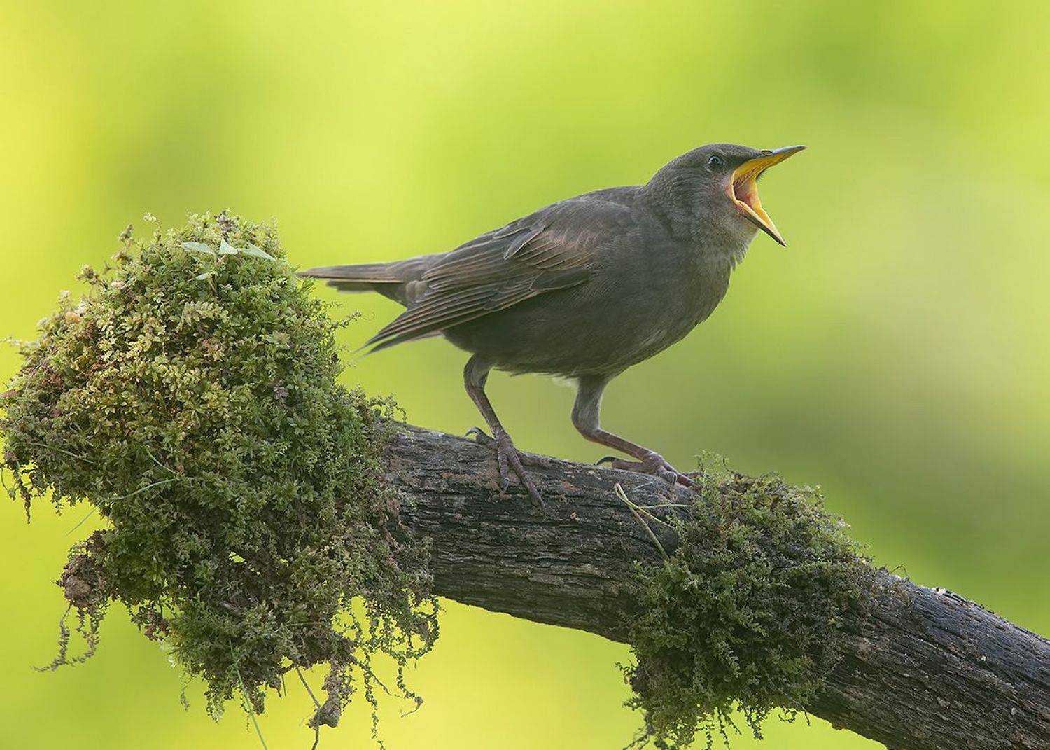cкворец, european starling,  starling,весна, Etkind Elizabeth