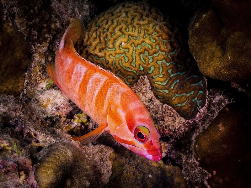 Умный и красивая фото превью