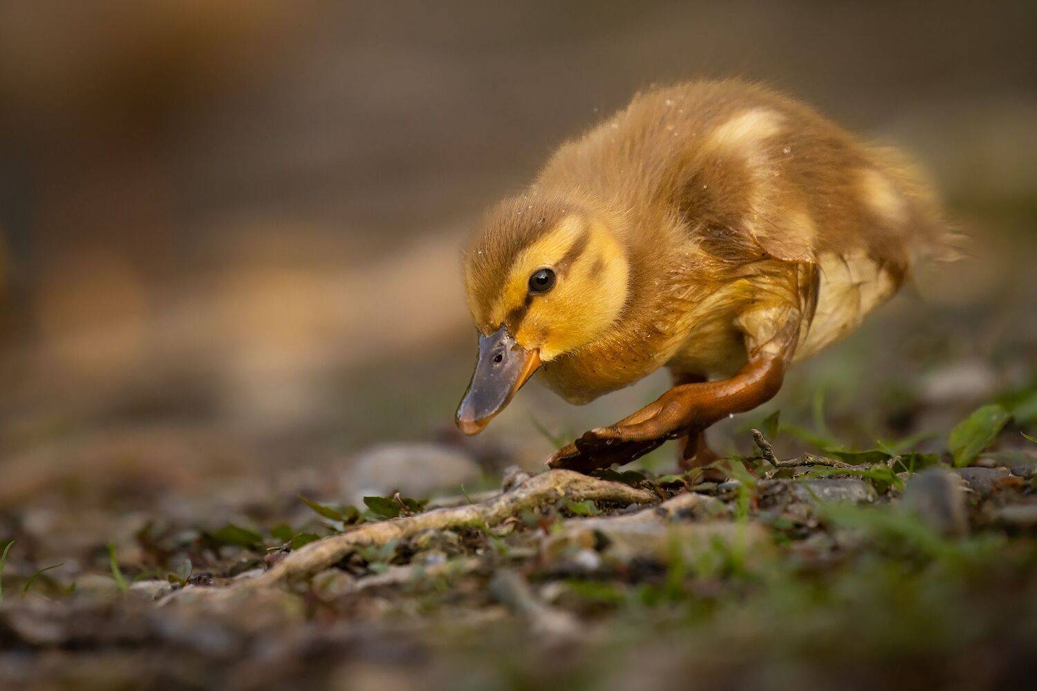 , Robert Adamec
