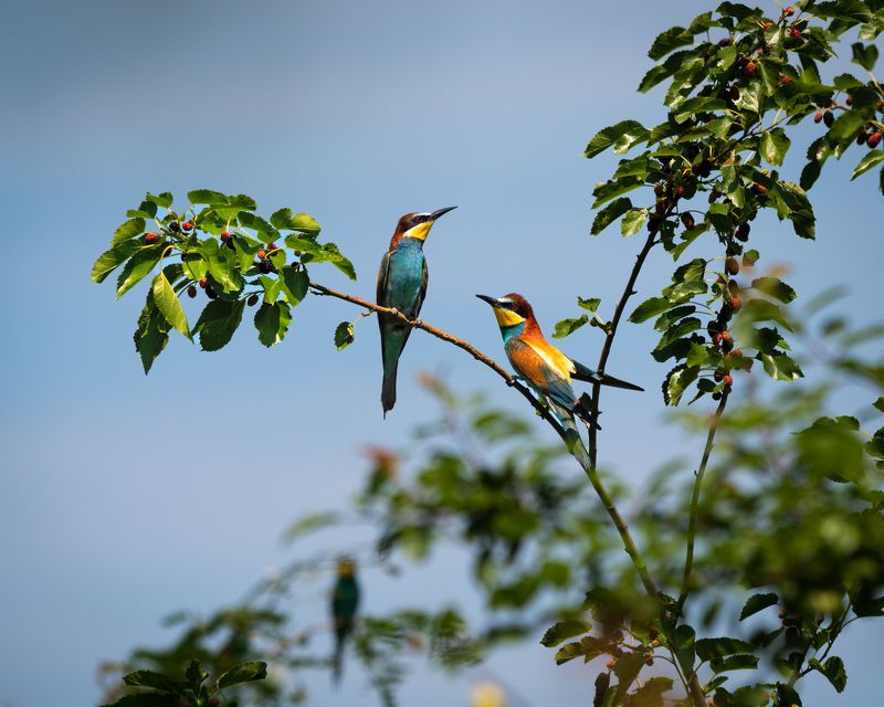 Двое фото превью