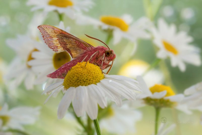 фотоохота, ромашки, макросъёмка, макро, бражник винный, бражник, macro, kwanon photo, deilephila elpenor, Бражник винный фото превью