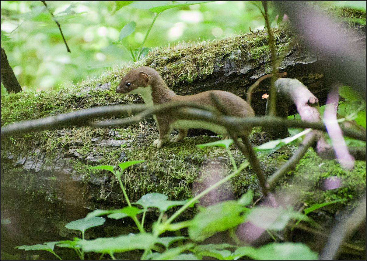 москва, парк, лето, АНАТОЛИЙ ДОВЫДЕНКО