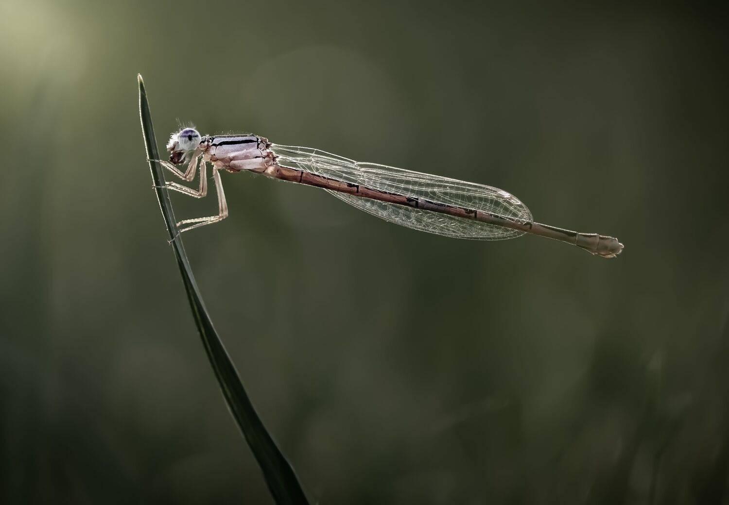 damselfly, dragonfly, insect, grass, sunset, dusk, evening, bug, macro, blade, grassland,, Atul Saluja
