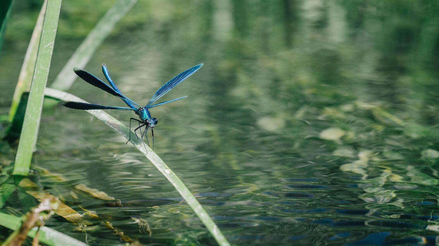 , Юрий Вертиков