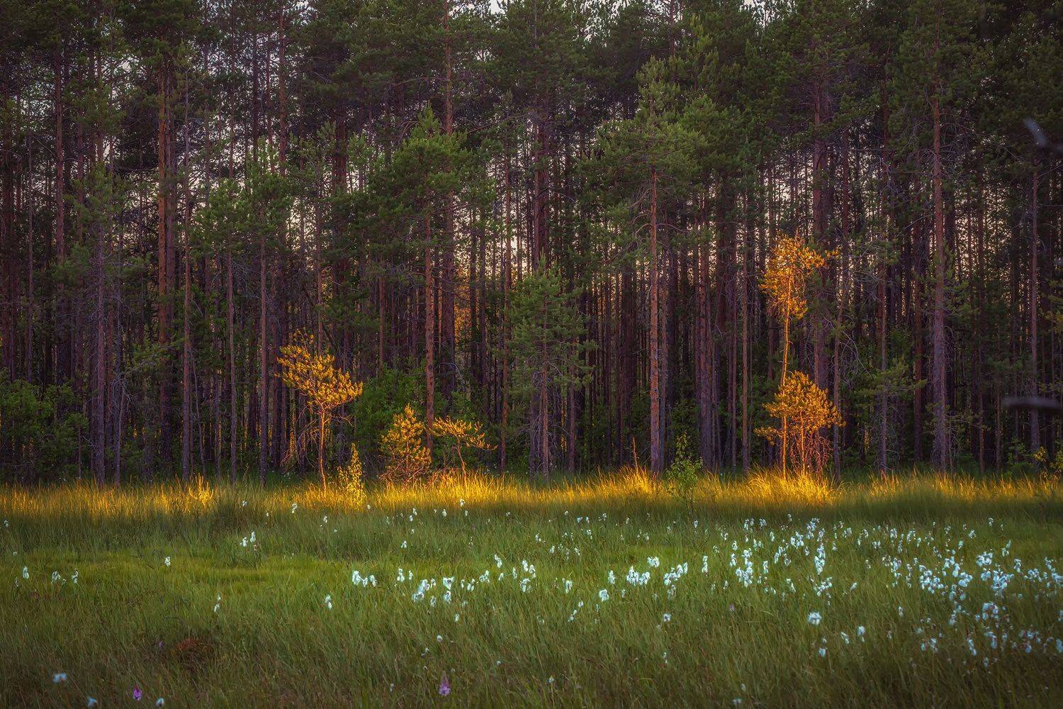 Больто ,закат дня , пушитца, Елена Маковоз