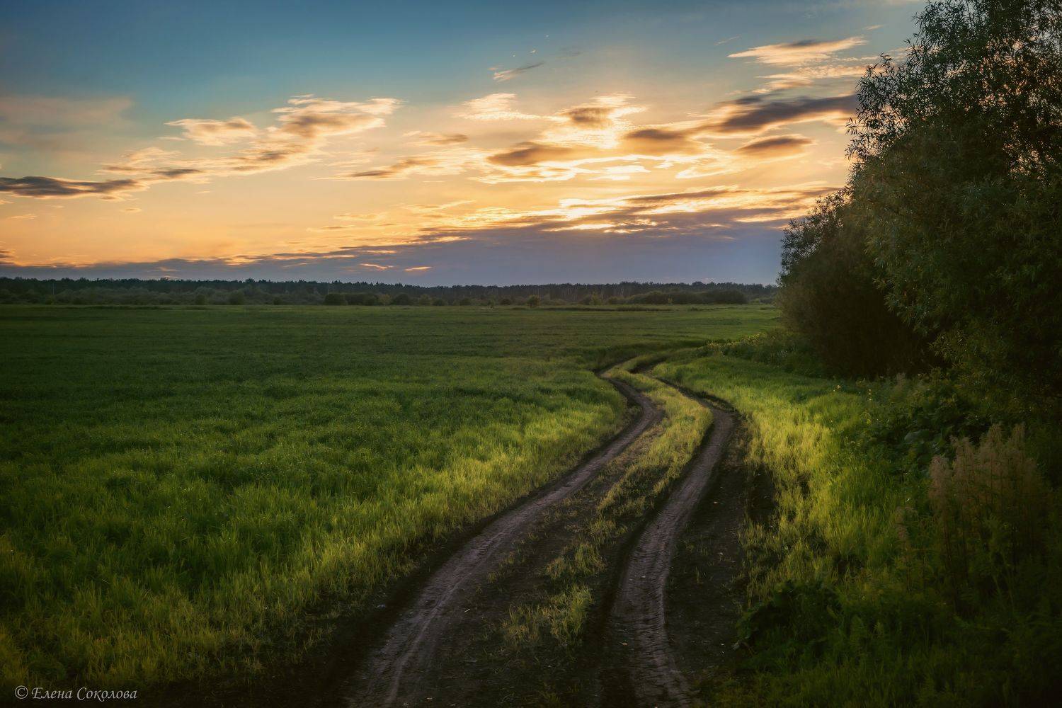 закат, вечер, летний пейзаж, Соколова Елена
