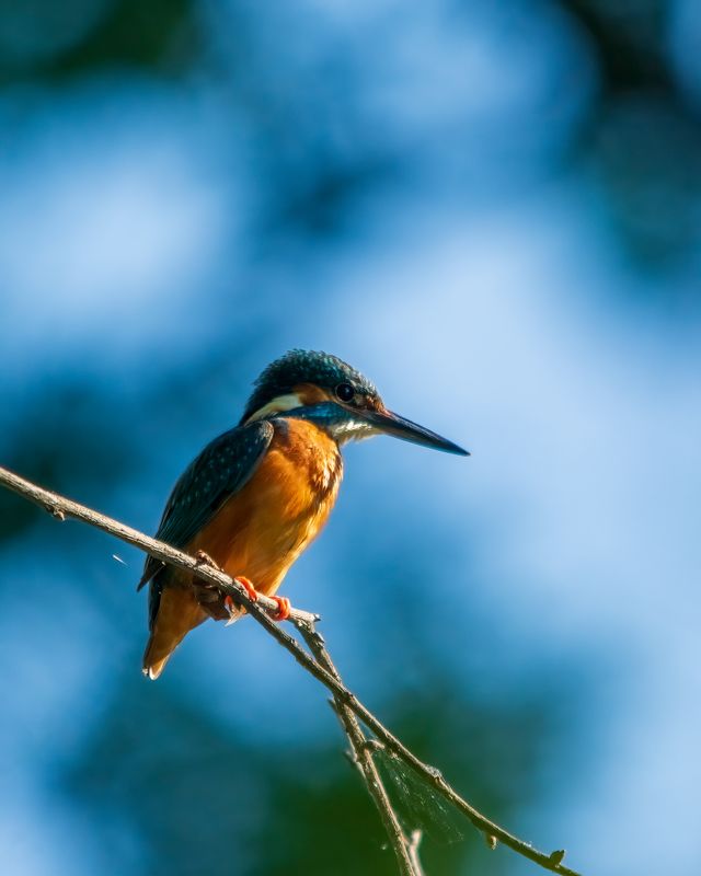 Зимородок фото превью