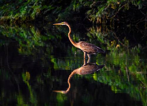 Heron