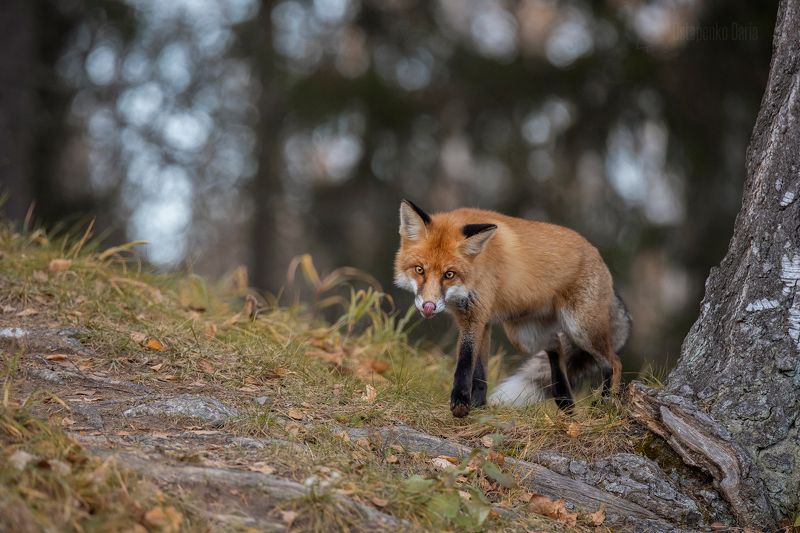 лиса, Плутовка фото превью