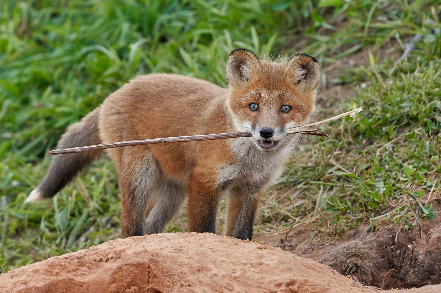 , Victor Krachkovsky