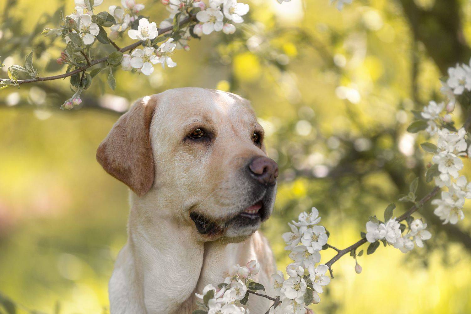 , Шерскова Мария