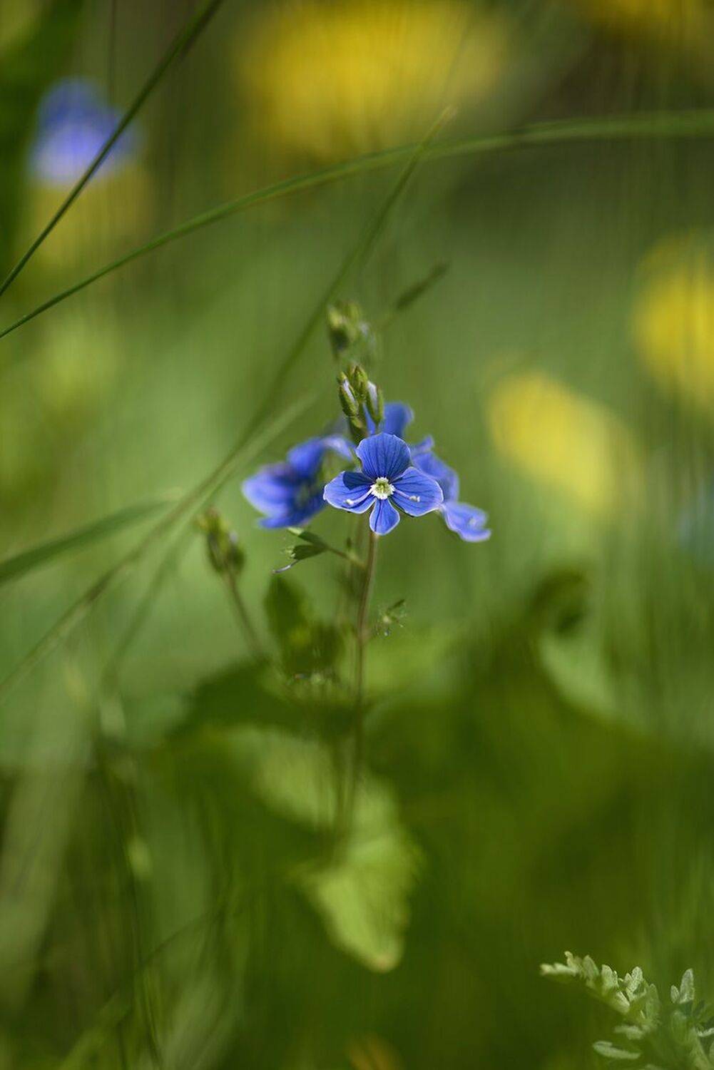 , Наиля Гарифуллина