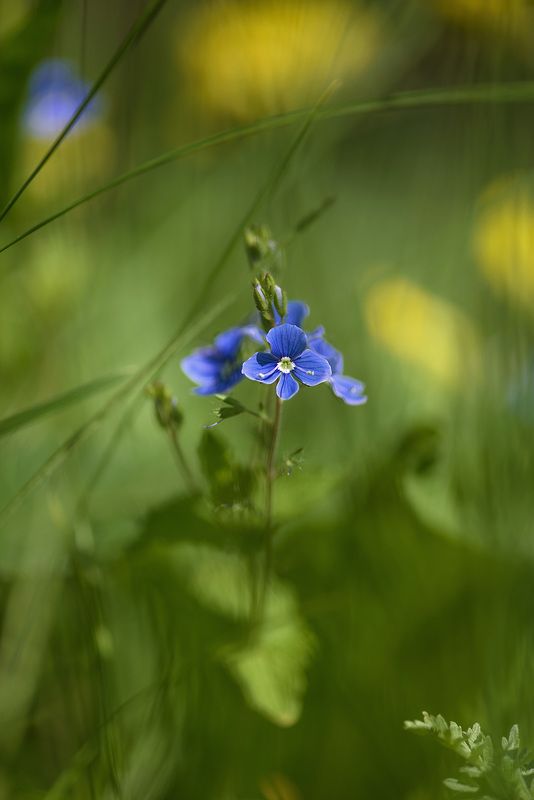 ✿⊱╮  фото превью