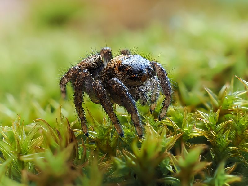 Любопытные глазки фото превью